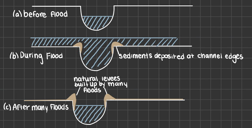 <p>deposits of past floods leads to natural levees of sand and rock at the side of a river. creates natural flood protection</p>