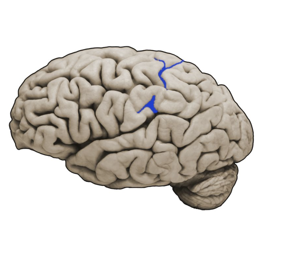 <p>Postcentral sulcus</p>