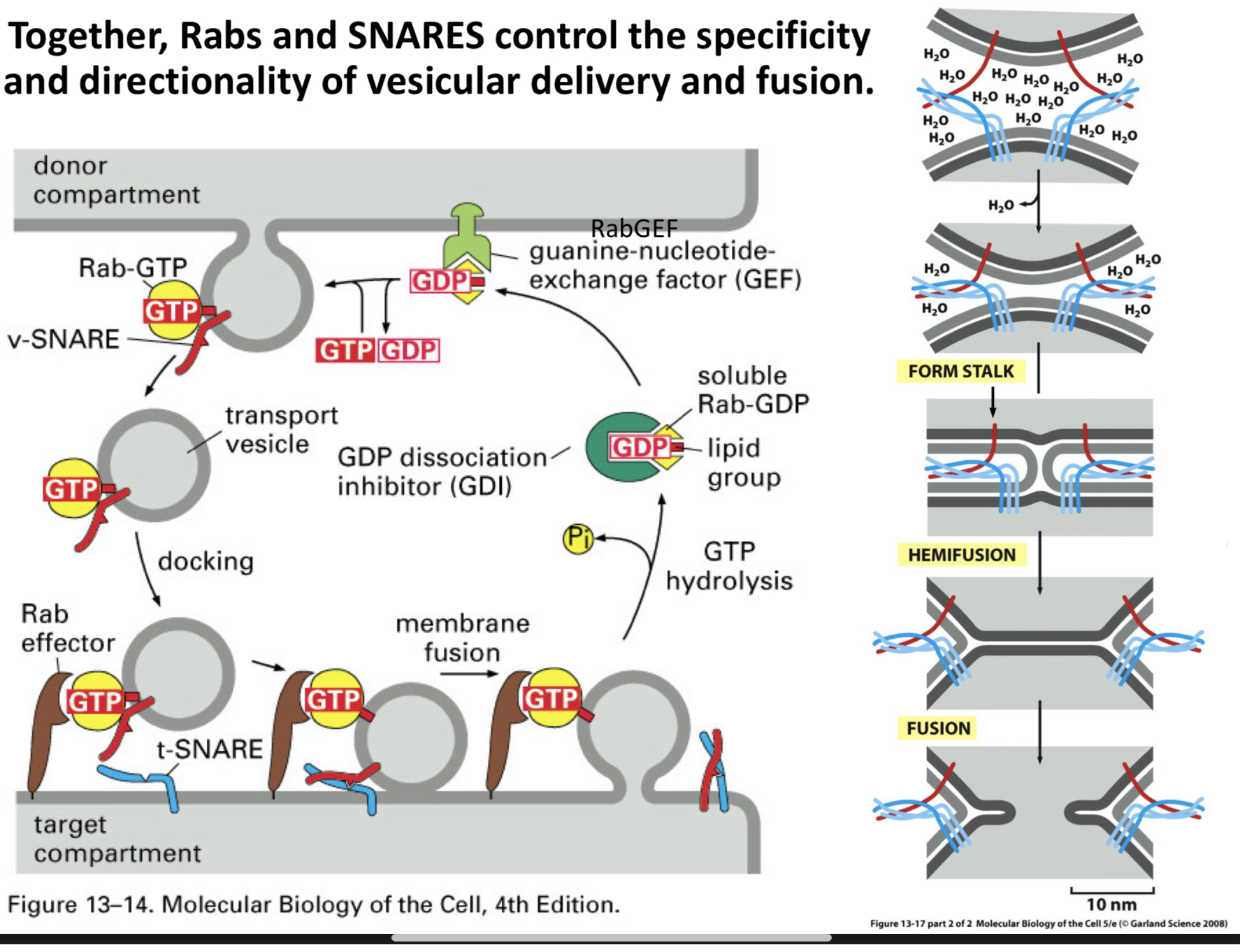 <p>Rabs and SNARES</p>