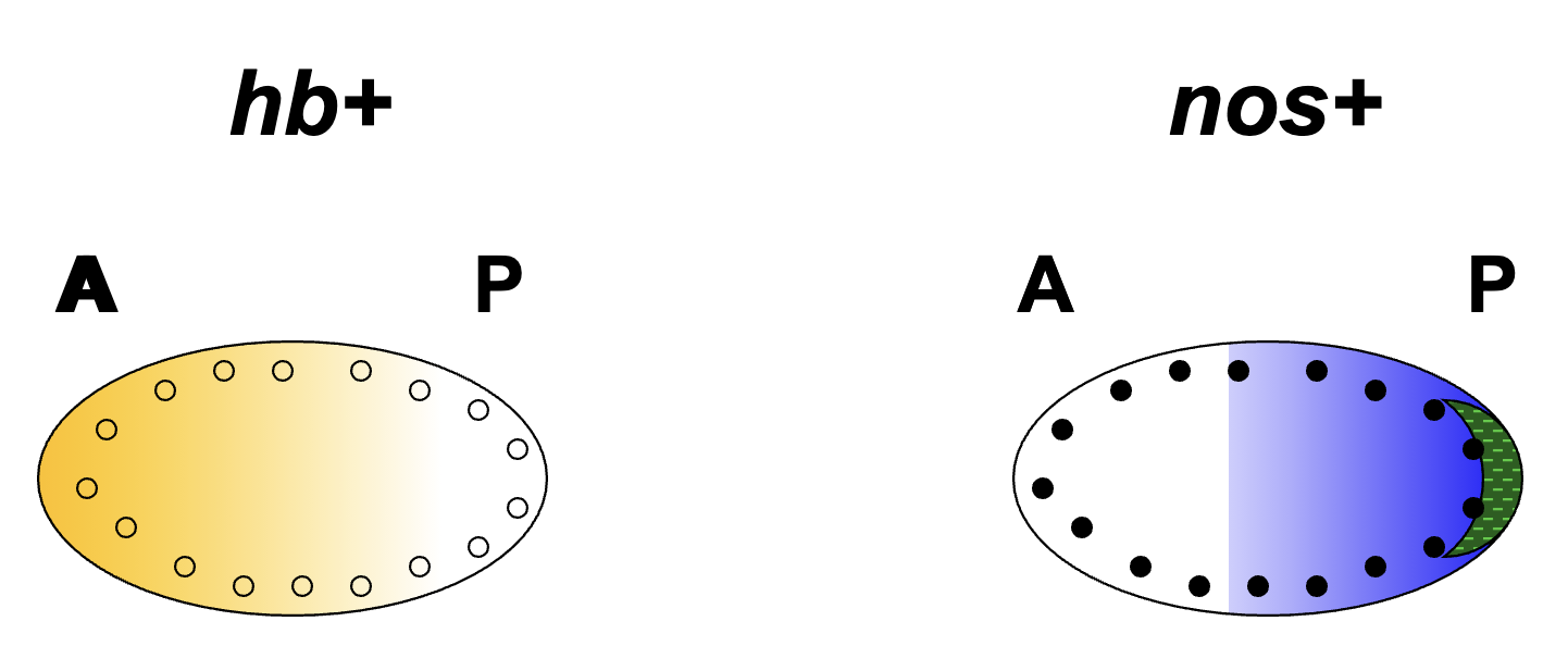 <ul><li><p>location of hb+ protein in the syncytial blastoderm is regulated by nos+ protein</p></li><li><p>hb+ mRNA is located throughout the embryo</p></li><li><p>nos+ protein binds and inhibits translation of hb+ mRNA (hb+ is a target of nos+)</p><ul><li><p>thus hb+ mRNA is translated only in the anterior blastoderm and repressed in the posterior</p></li></ul></li><li><p>nos+ protein is located in the posterior part of the blastoderm</p></li></ul><p></p>