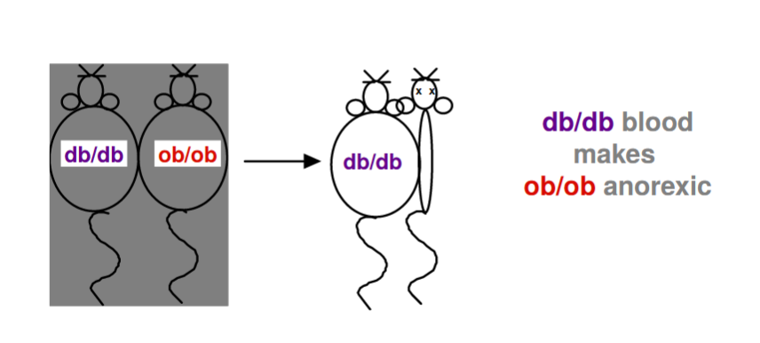 db/db blood makes ob/ob anorexic