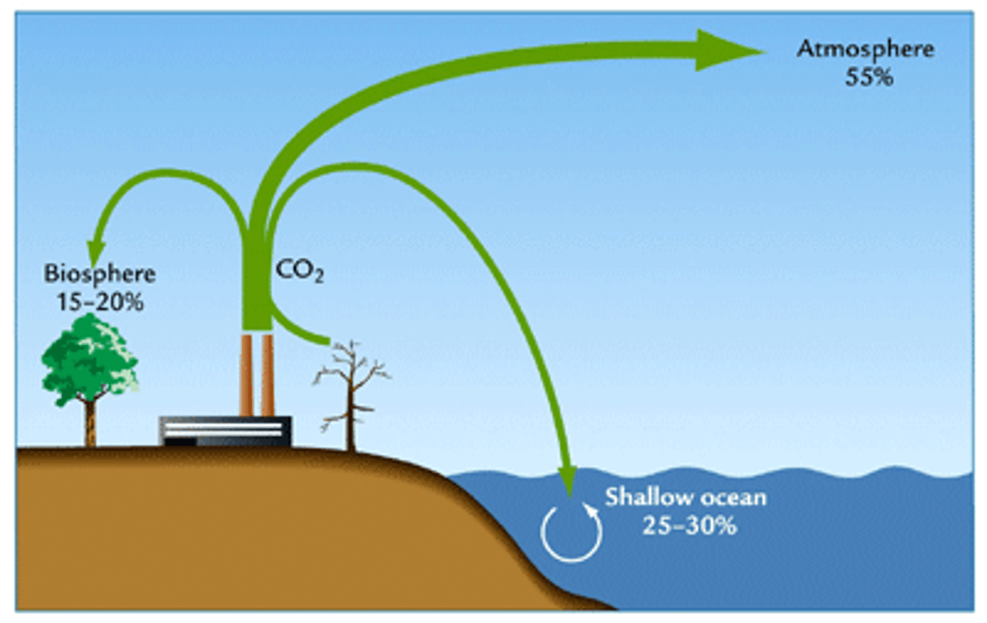 <p>Reservoir where matter cycles into ex. Tree can be a carbon sink because carbon is stored in the tree in carbohydrate molecules.</p>