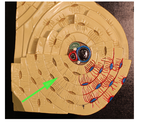 <p>What is the green arrow pointing to in the osteon model?</p>