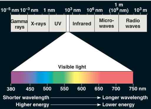 <p>absorb visible light, wavelengths not absorbed are reflected</p>
