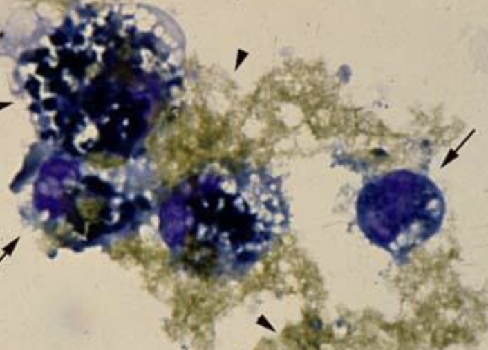 <p>what is the image showing></p>