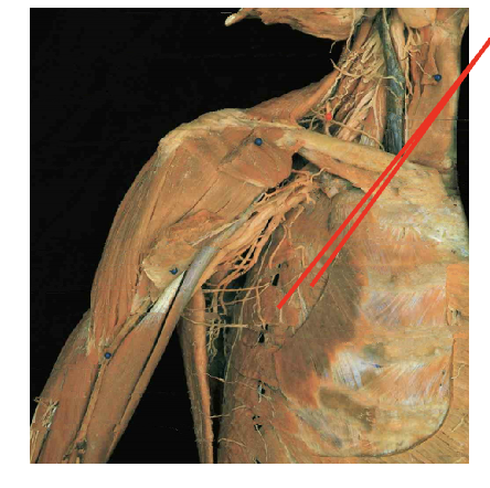 <p>What is this muscle: What is its origin. Where does it inserts. </p>