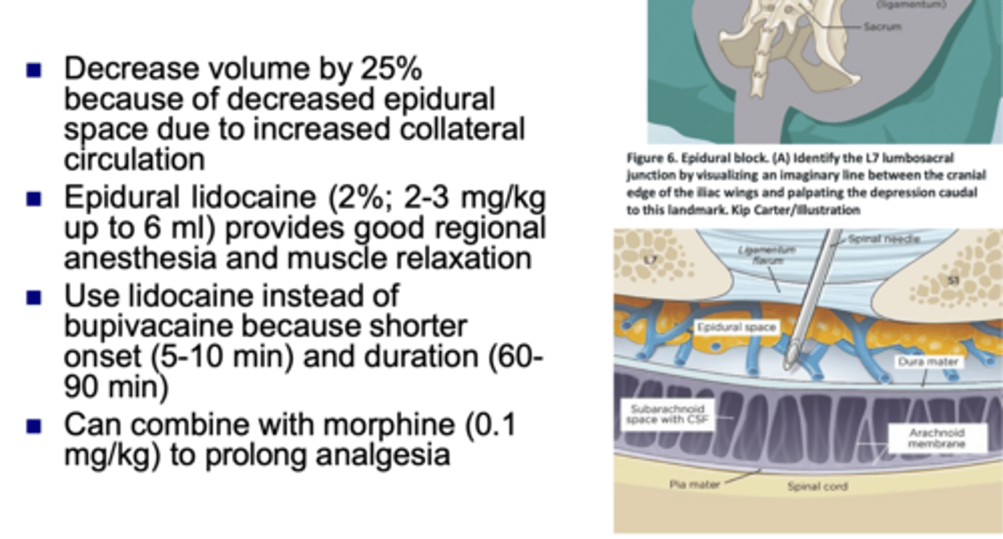 <p>considerations for epidurals</p>