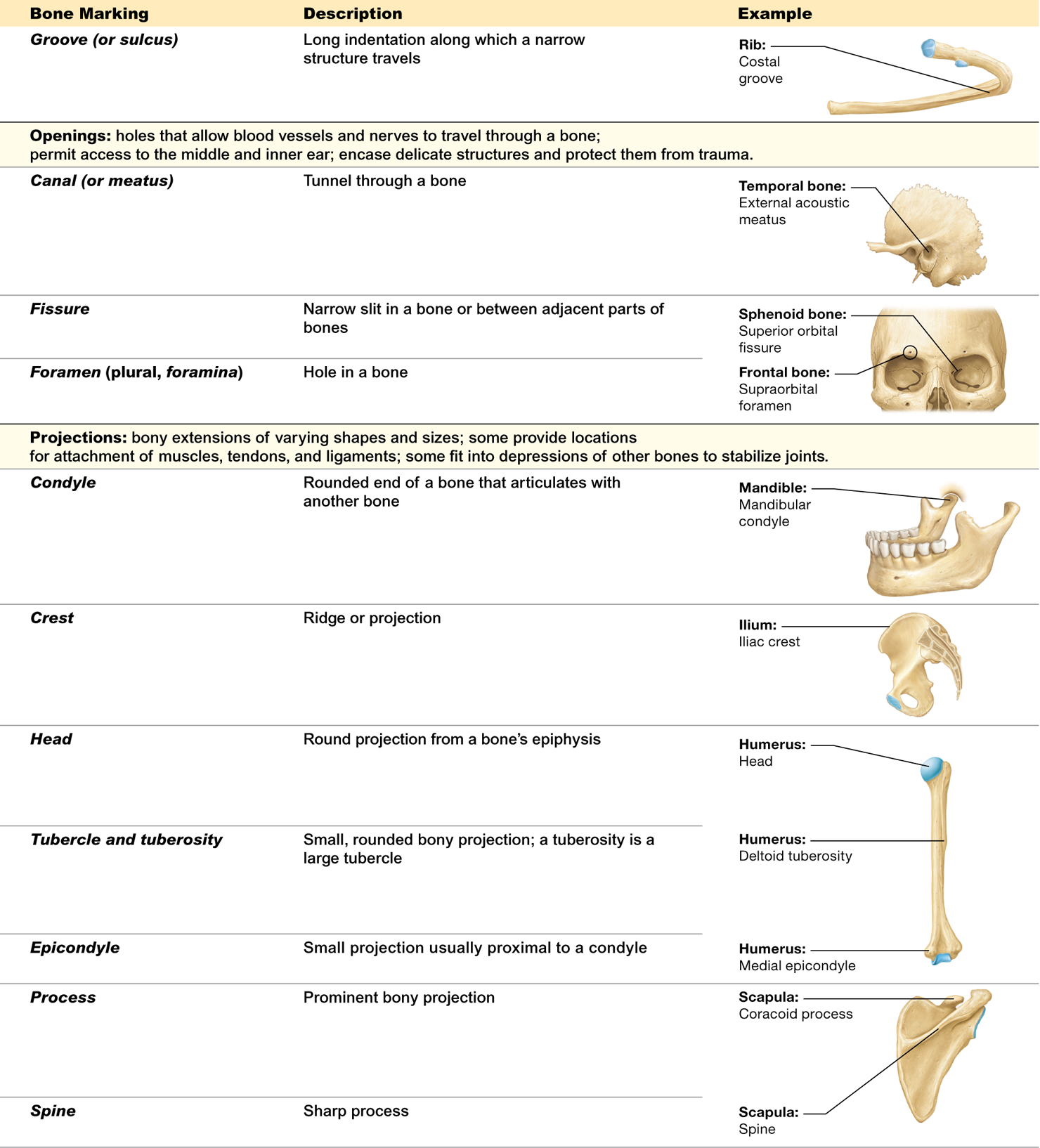 <p><strong>s</strong>urface features of bones, including <strong>depressions</strong>, <strong>openings</strong>, and <strong>projections</strong></p>