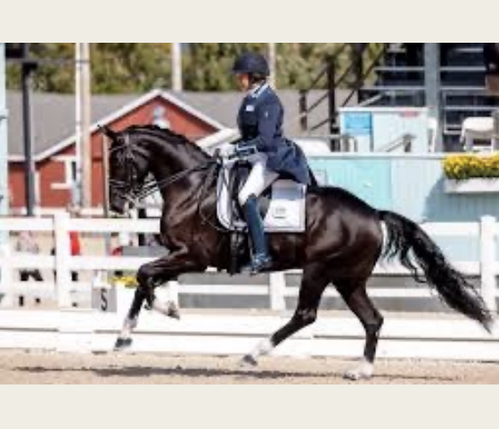 <p>American Warmblood</p>