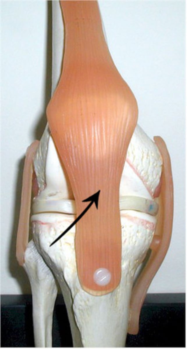 <p>Anterior (front) knee (kneecap) region</p>