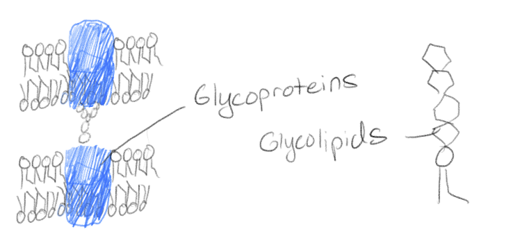 <p>They are usually attached to something else (like they are going to be a glycolipids [attached to lipids] or glycoproteins [attached to proteins])</p><p>They are also involved in cell-cell recognition</p><ul><li><p>Sorting of cells in embryos</p></li><li><p>Immune recognitiion</p></li></ul><p></p>