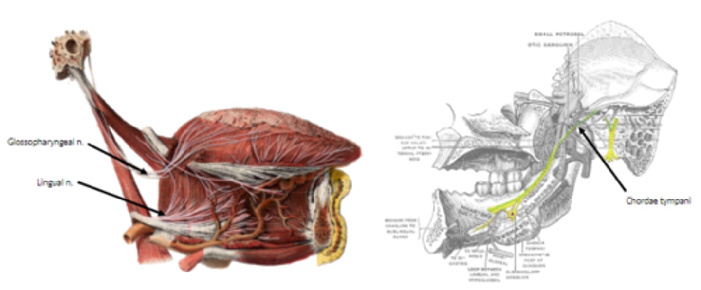 <p>lingual n. (from trigeminal) - gen sen anterior 2/3</p><p>chorda tympani (from facial) - taste anterior 2/3</p><p>lingual branch of glossopharyngeal - general/special sensation (touch, temperature, taste) to posterior 1/3rd of tongue</p>