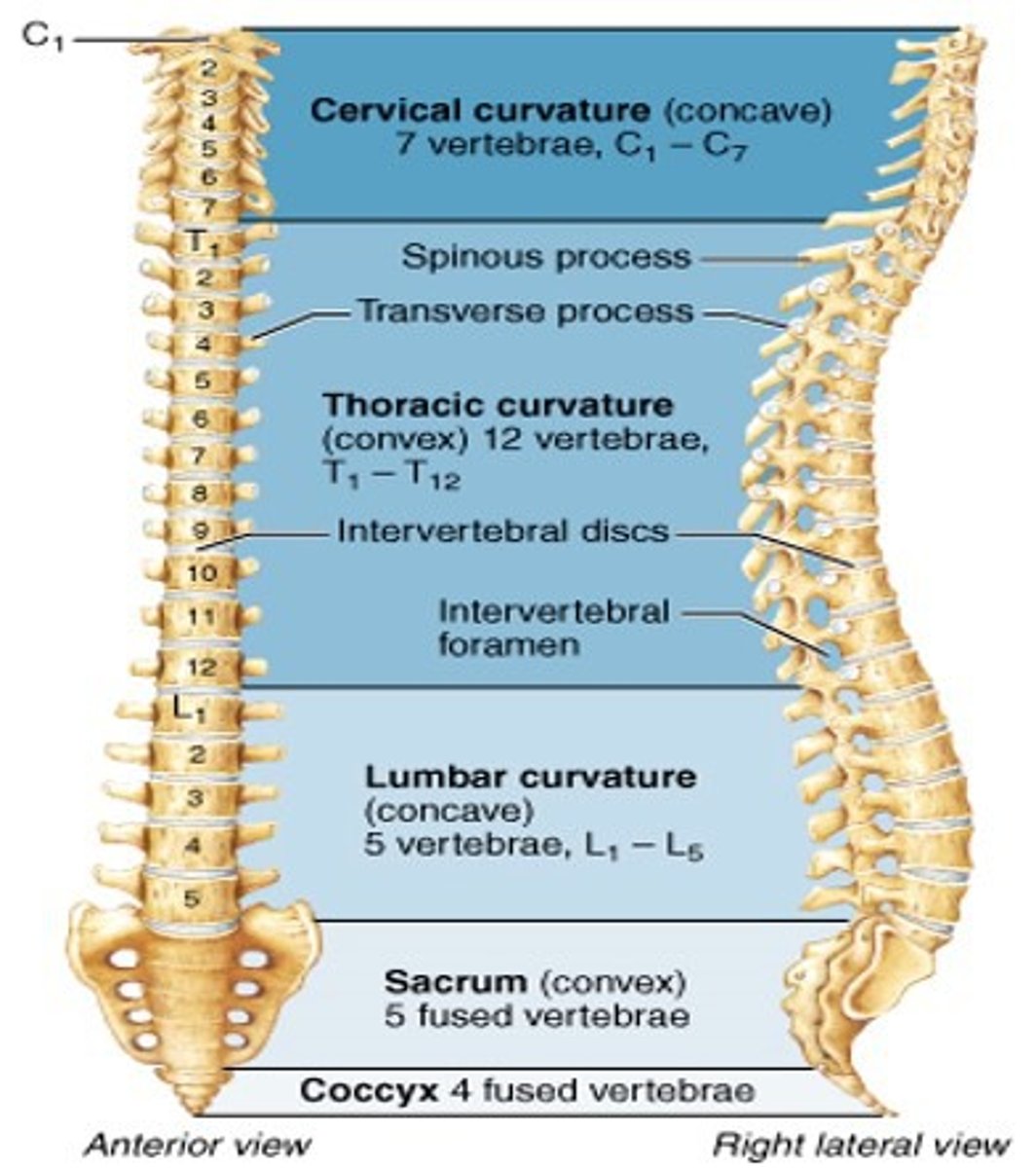 <p>the 12 vertebrae in the middle section of the spine</p><p>- T1-T12</p>