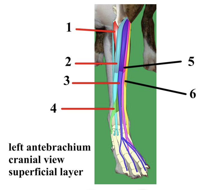 <p><span style="font-size: medium;"><span>Muscles of the </span><u><span>cranial </span></u><span>antebrachium → </span><strong><span>#1</span></strong></span></p>