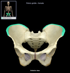 <p>Narrow ridge of bone; usually prominent</p>