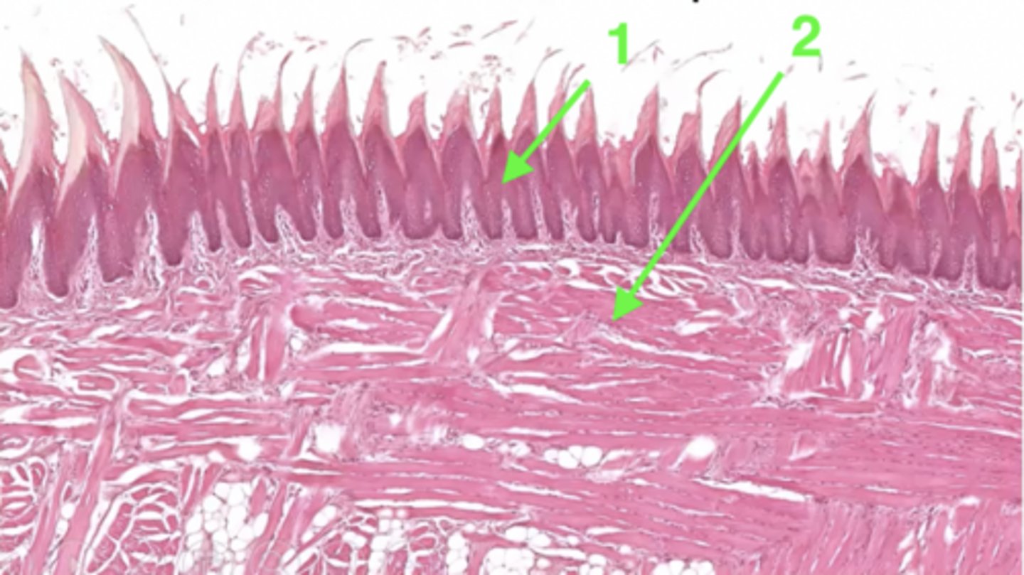 <p>2 (type of tissue)</p>