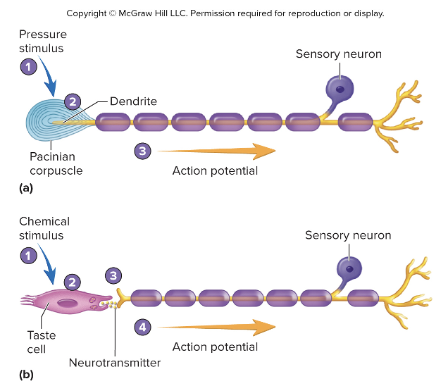 <ul><li><p>Receptor potential</p></li><li><p>Primary receptors</p></li><li><p>Secondary receptor</p></li></ul><p></p>