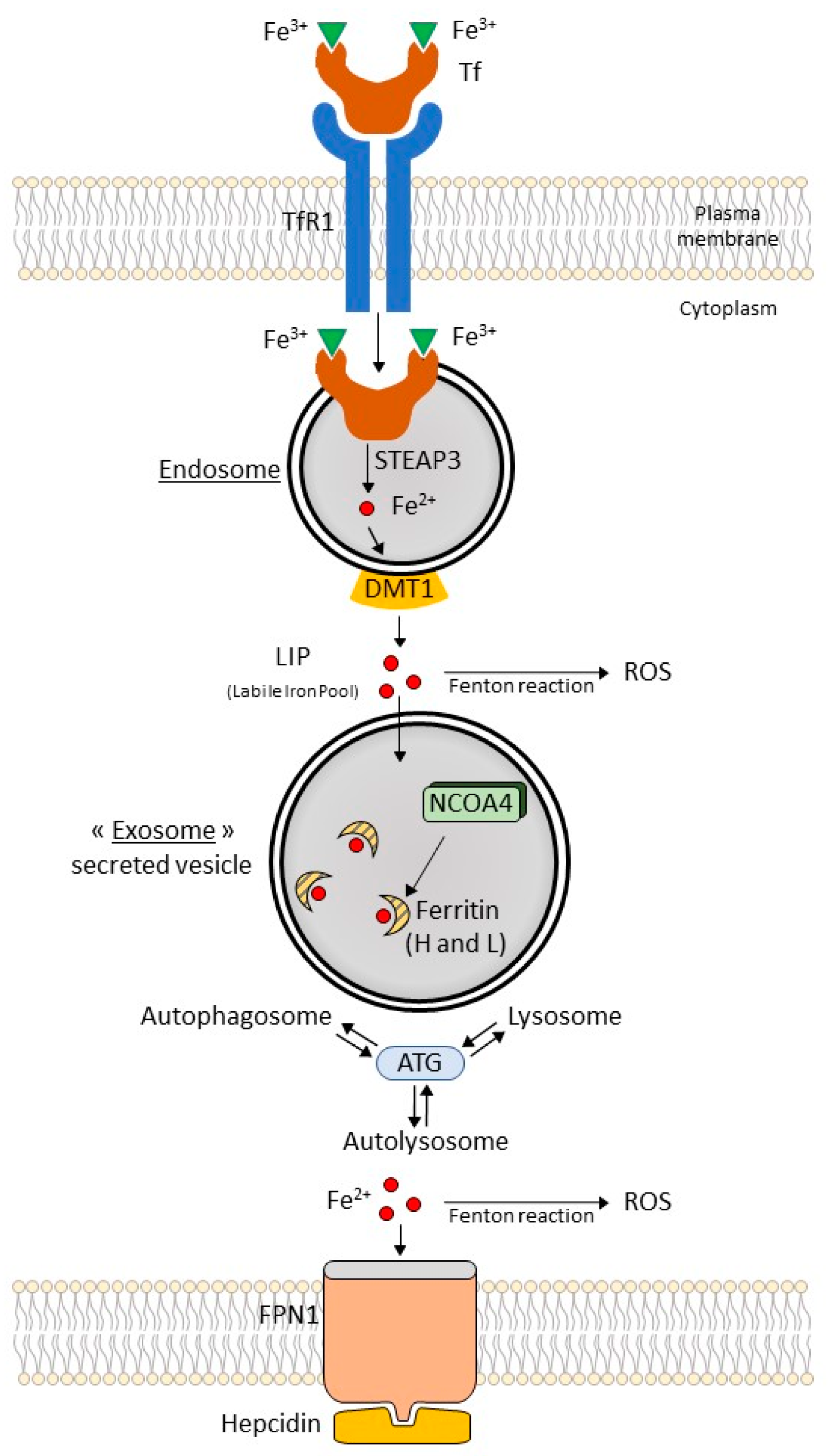 <p>A large group of enzymes that catalyze the oxidation of organic and inorganic molecules using hydrogen peroxide</p>