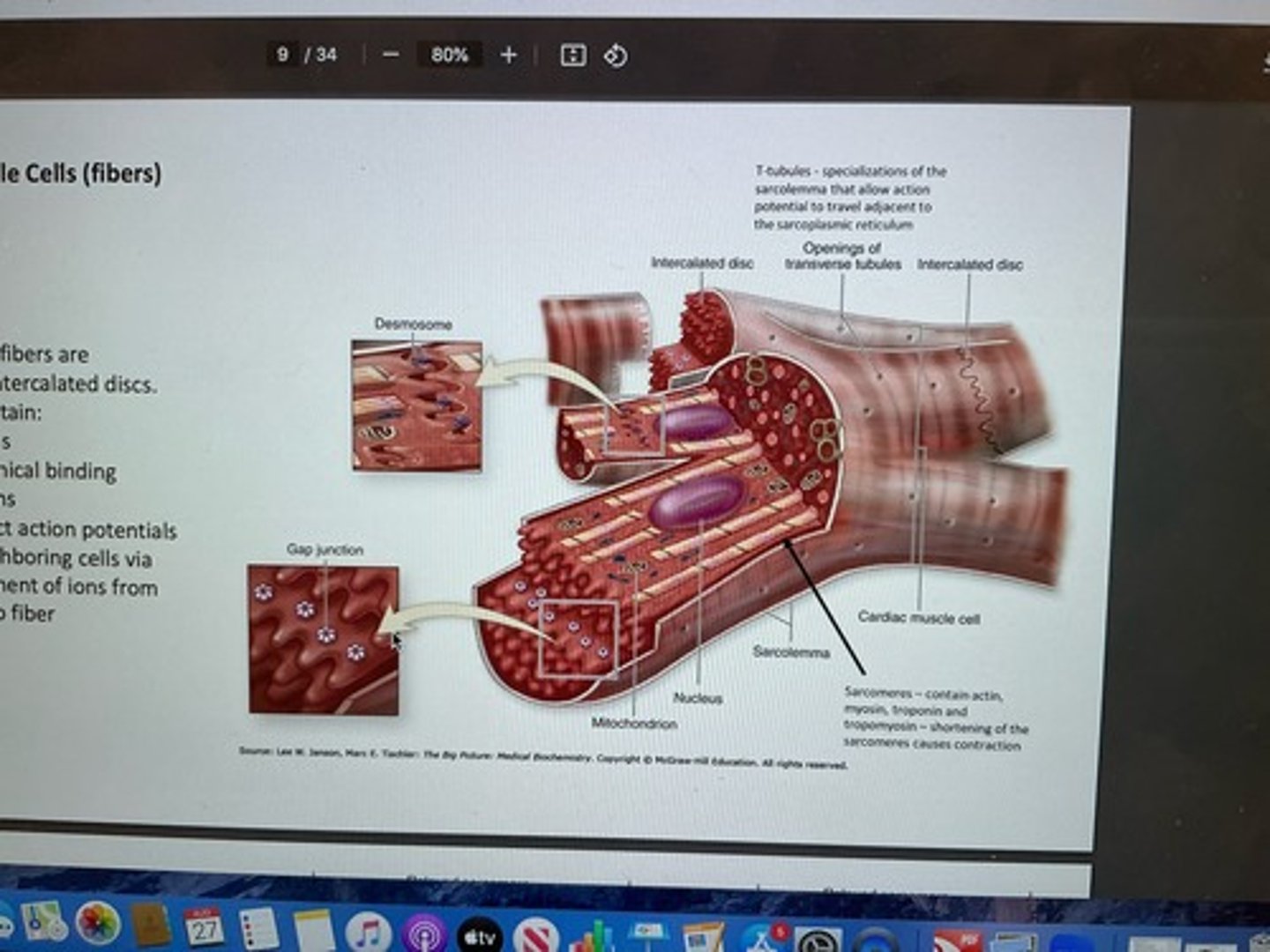 <p>-connects cardiac muscle fibers <br>contain: desmosomes (mechanical binding) and gap junctions (conduct AP to neighboring cells via movement of ions from fiber to fiber)</p>