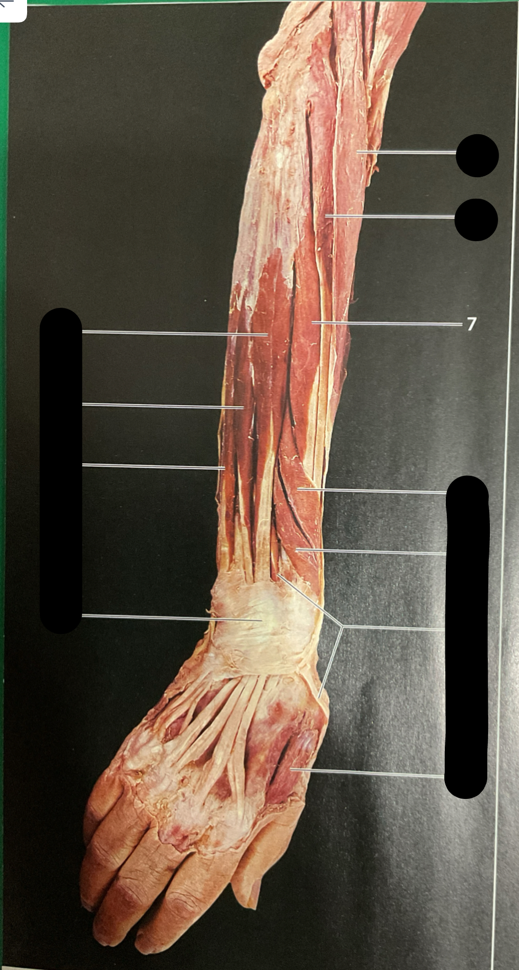 knowt flashcard image