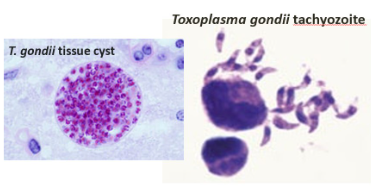 <p>Toxoplasma gondii</p>