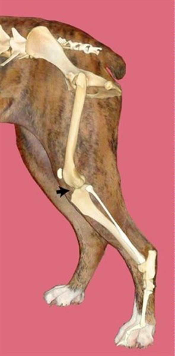 <p>flexor surface?</p>