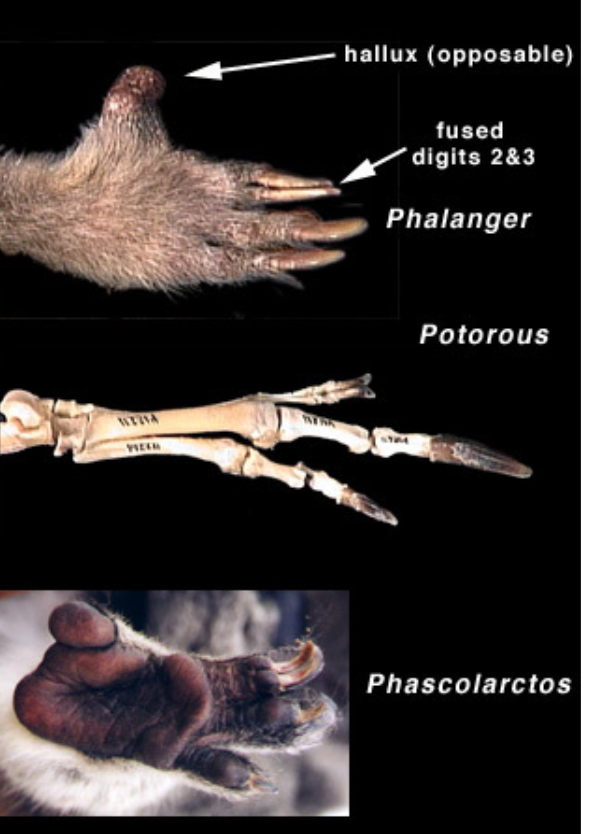 <p>Syndactylus</p>