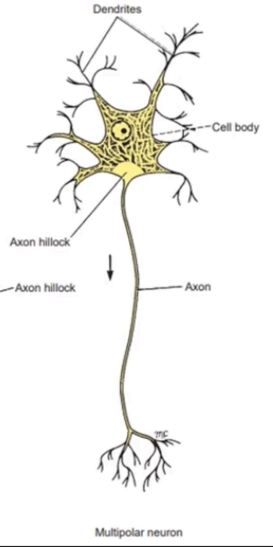 <p>MULTIPOLAR NEURONS</p>
