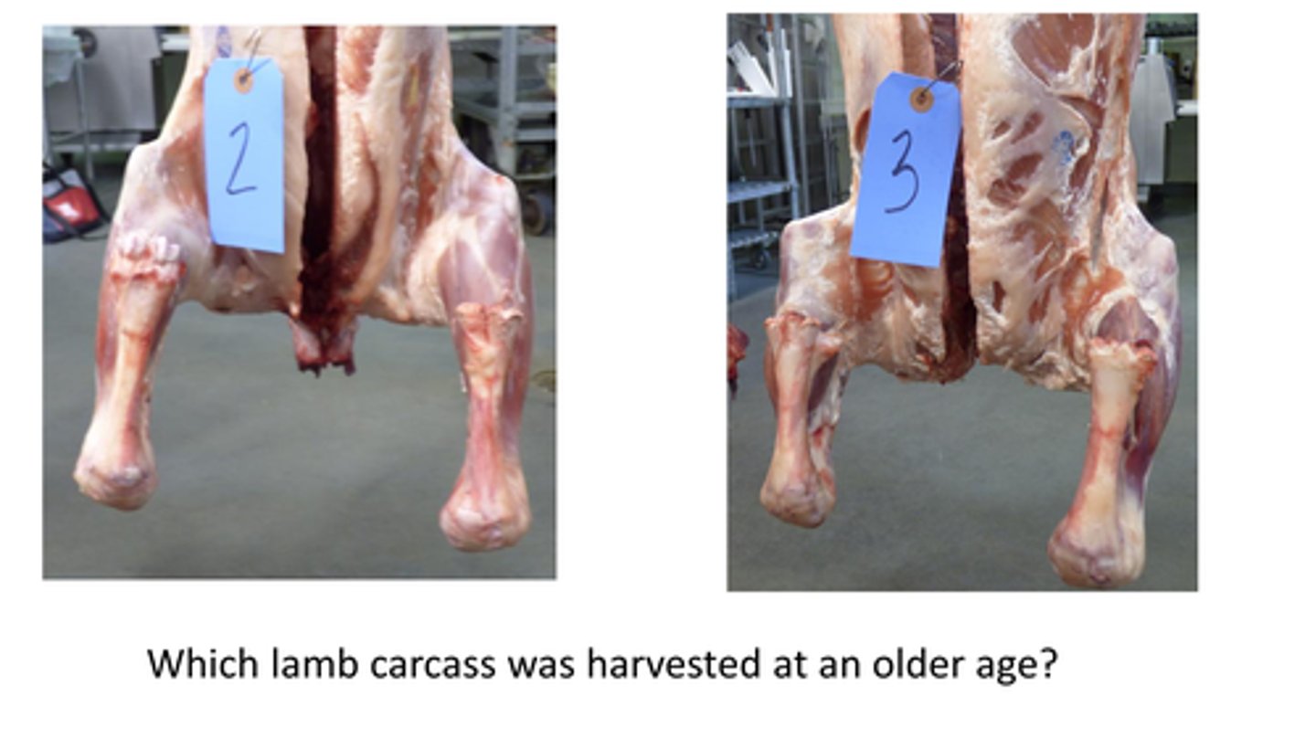 <p>Which lamb was harvested at an older age?</p><p>a. 2</p><p>b. 3</p><p>c. They are the same</p><p>d. Impossible to tell</p>