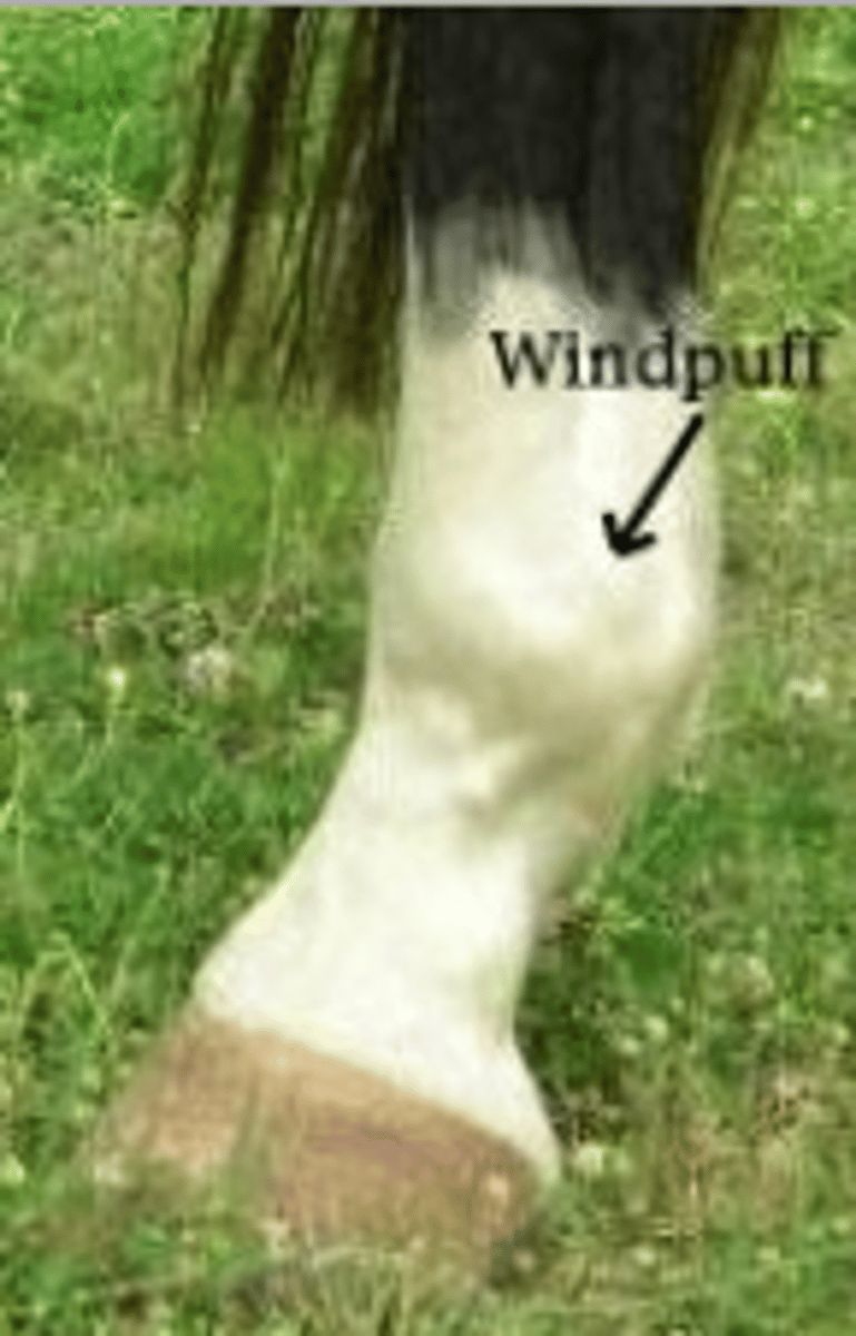 <p>"Wind galls"</p><p>Enlargement of the fluid sacs around the pastern or fetlock</p><p>Can occur on any limb</p><p>Causes: Hard work or work on hard surfaces</p><p>TX: Cold packs over "puff", topical liniment</p><p>Reappears when horse is exercised</p><p>Not serious</p>