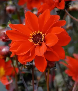 <p>Dahlia’Bishop of Llandoff</p><p>A popular, tuberous-rooted perennial to 1m in height, with very dark purple-green foliage. Peony-shaped, semi-double bright red flowers 6cm in width, with bright yellow anthers, appear from summer to autumn</p><p><br></p>