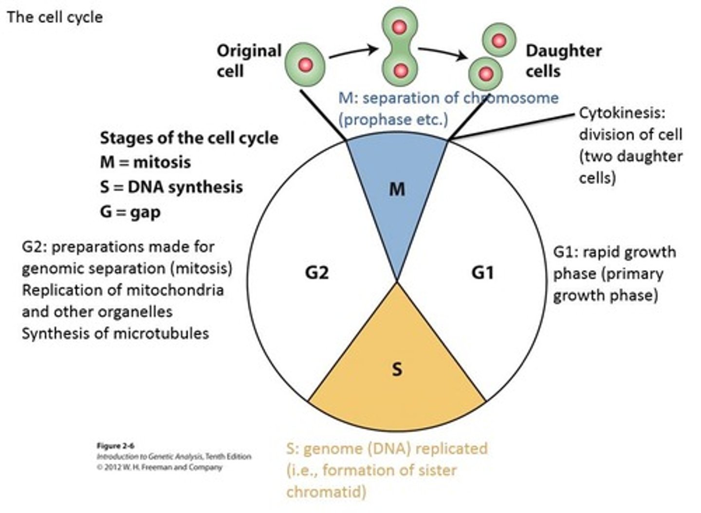 <p>The process of cell growth and division, represented as G1→S→G2→M→C (24 hr cycle).</p>
