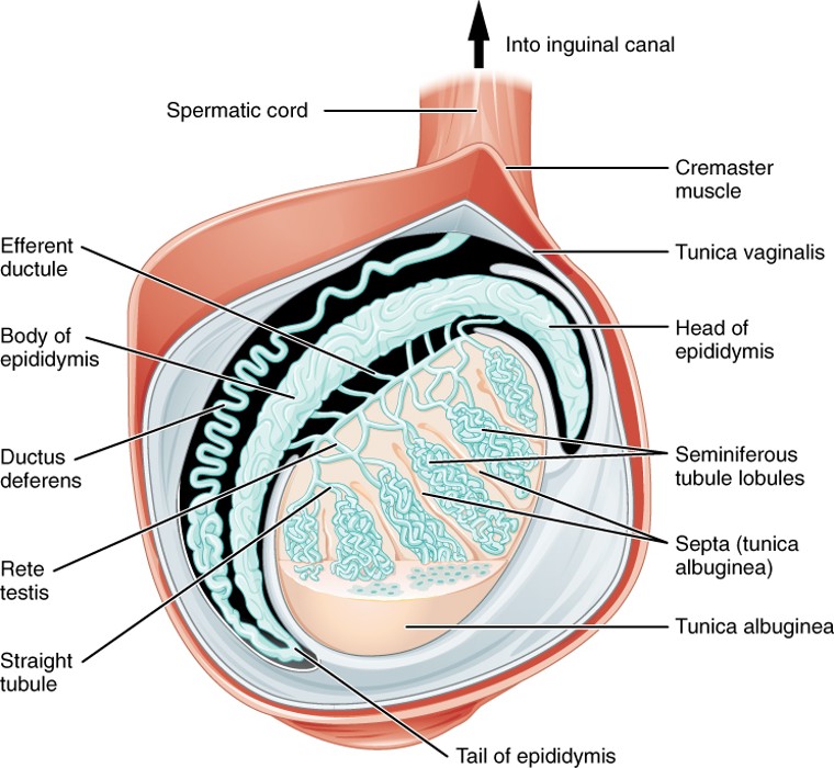 <p>A <strong>long, coiled tube</strong> on the back of the testis where sperm <strong>mature and are stored</strong> before ejaculation.</p>