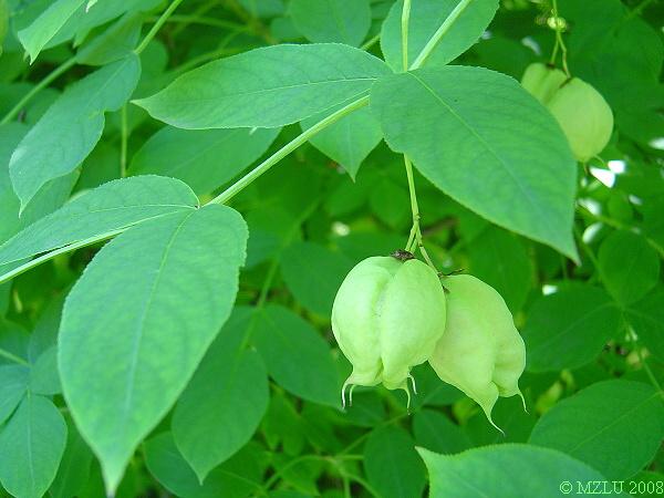 <p><em>Staphylea pinnata</em></p>