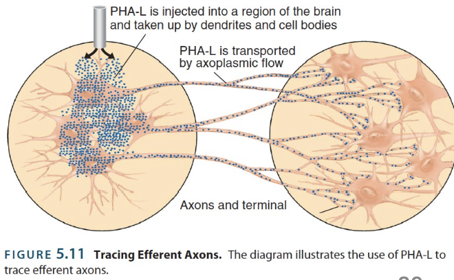 <p>→ determining neural connections by tracing <u>efferent</u> axons; output</p><ul><li><p>Asks “where do these axons go?”</p></li><li><p><strong>Anterograde tracer </strong>→ chemicals taken up by cell bodies and transported back to axon terminals</p><ul><li><p>ex. <strong>PHA-L</strong></p><p></p></li></ul></li></ul><p></p>