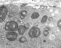 <p>What is the function of lysosomes?</p>