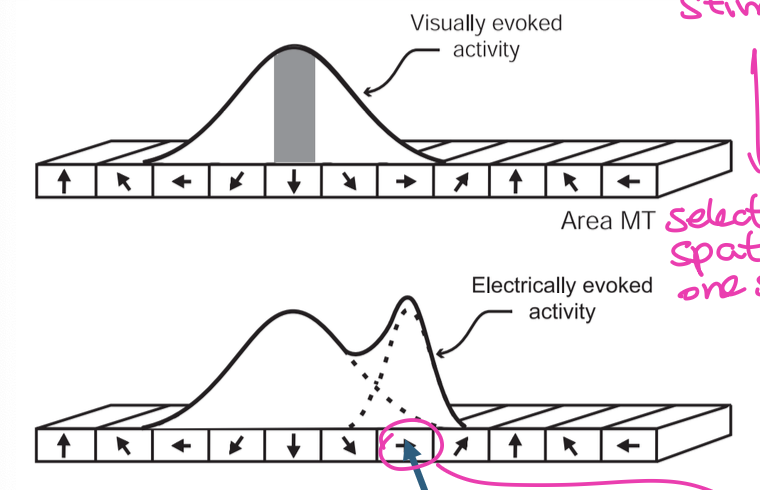 <p>small electrical stimulation (local and controlled) that increases neural activity locally&nbsp;</p><ul><li><p>perturb is more targeted way</p></li><li><p>can elicit activity in different oriented neuron</p></li></ul><p></p>