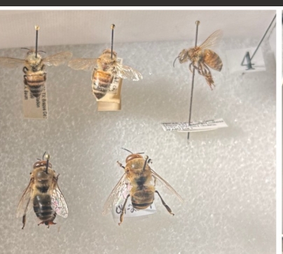 <p>Name the family and common name for the genus, and a diagnostic feature for each.</p><p></p><p></p>