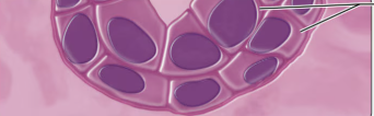<p>what type of epithelium is this?</p>
