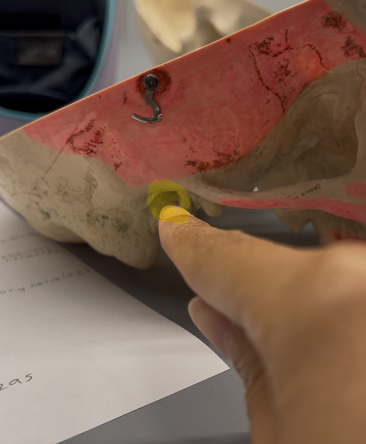 <p>What foramina is labeled by the yellow highlight? What bones are the located? Also, which if any cranial nerves pass through there?</p>