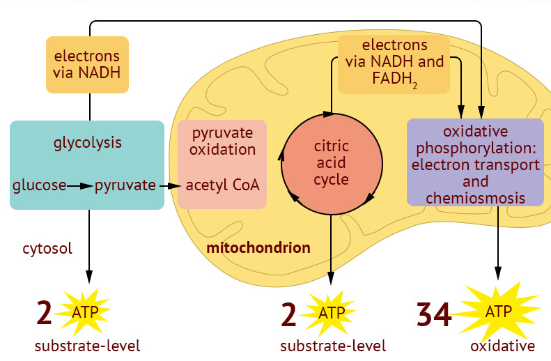 <p>Glycolysis, Peruvate acid, electron transport chain</p>