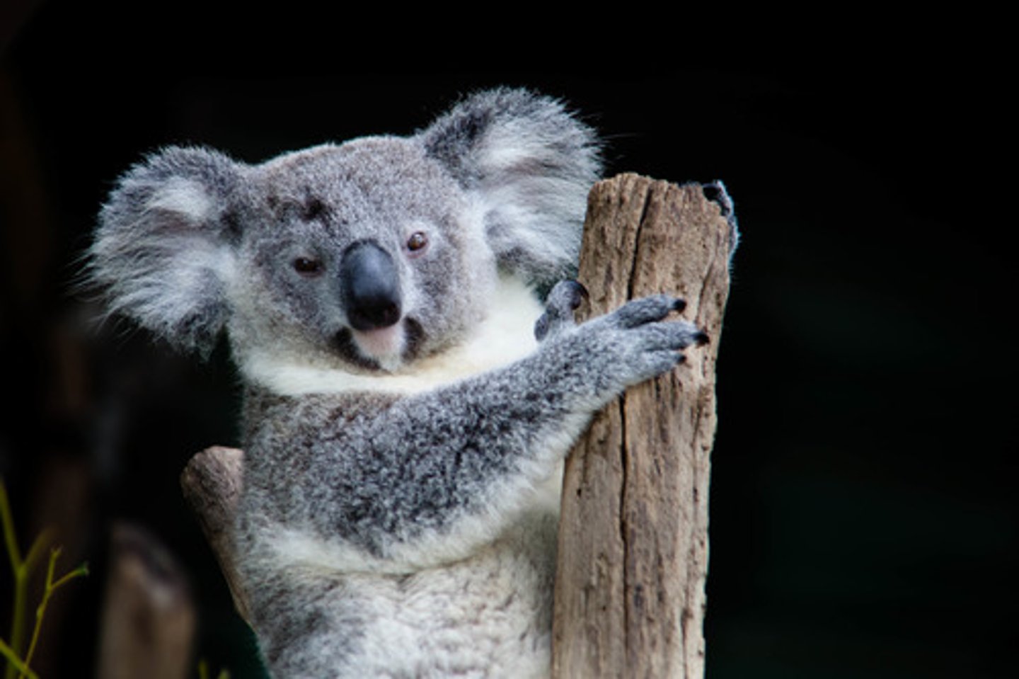 <p>Koala</p>