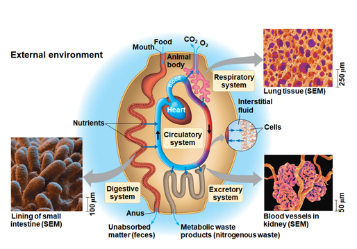 <ol><li><p>There cells are in direct contact with their environment</p></li><li><p>The cells are in complex mass with complex internal organizations </p></li><li><p>Specialized, extensively branched or folded structures enable sufficient exchange with the environment</p></li><li><p>Complex body plans help maintain a relatively stable internal environment for an animal.</p></li></ol>