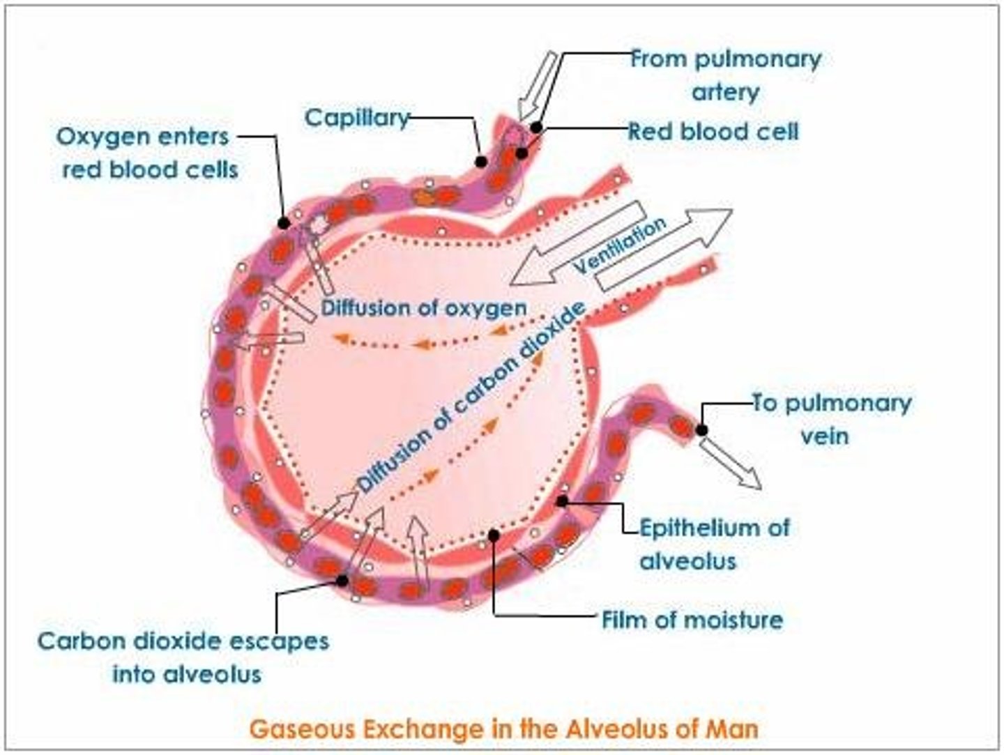 <p>The lining of the alveolus is moist, which increases the rate of diffusion</p>