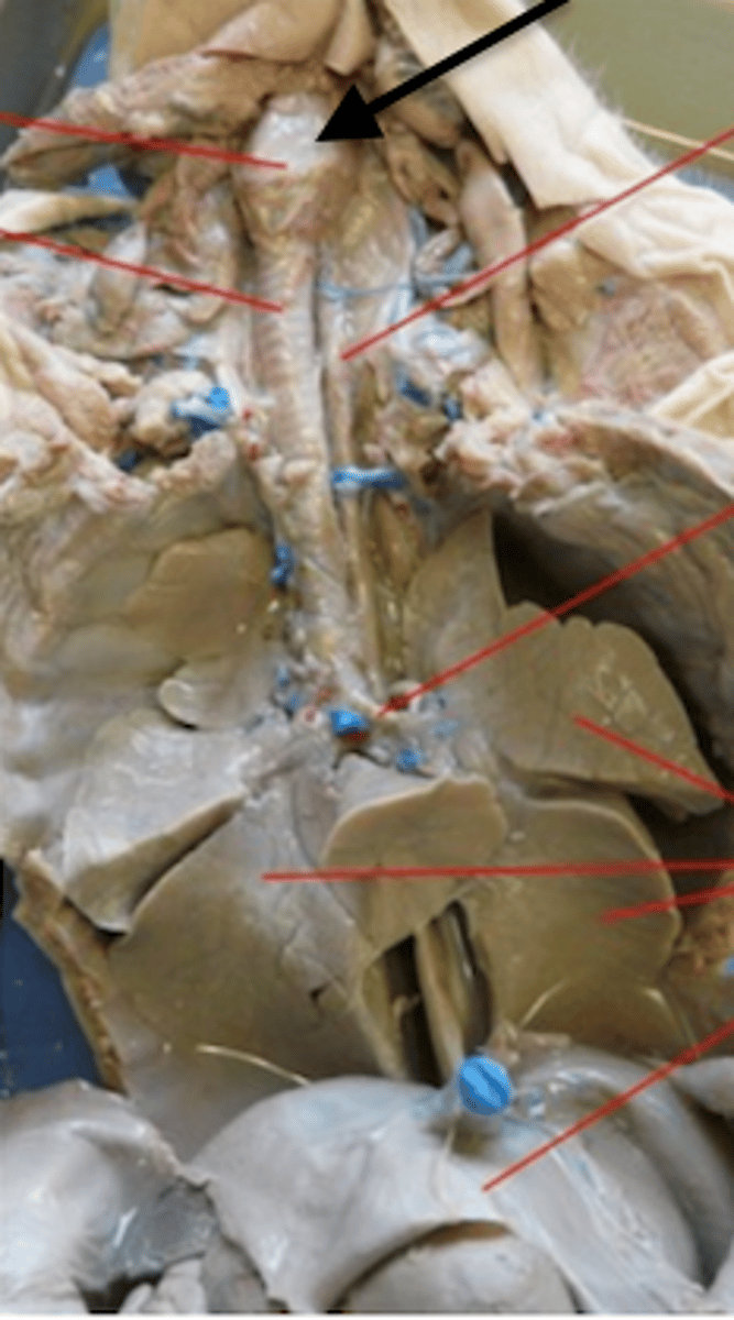 <p>Provides open airway, acts as switching mechanism to route air/food into proper channels, & produces voice/sounds</p>