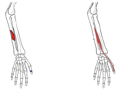 <p>What is the origin for extensor pollicis longus?</p>