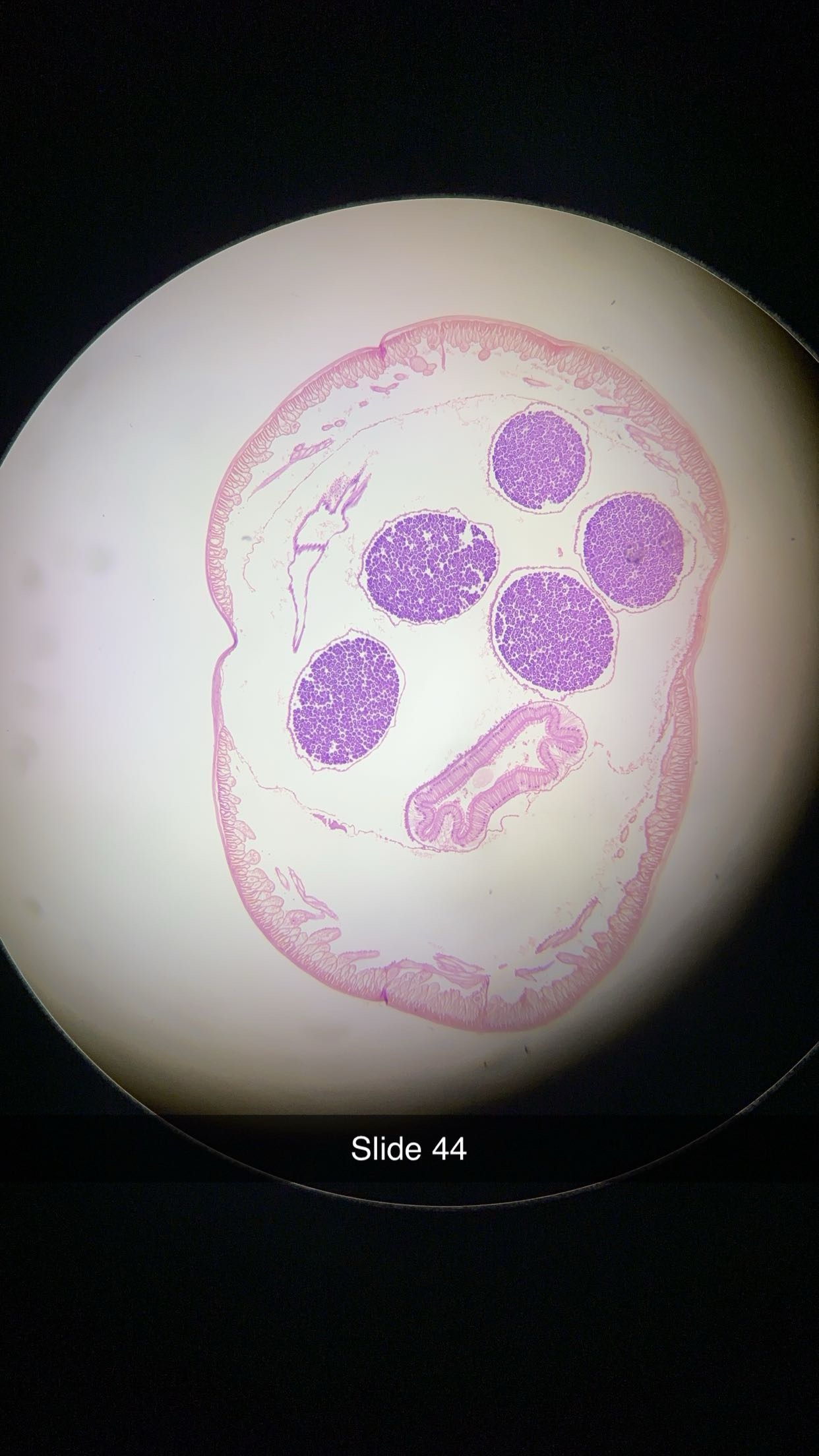 <p>genus, phylum, sex </p>