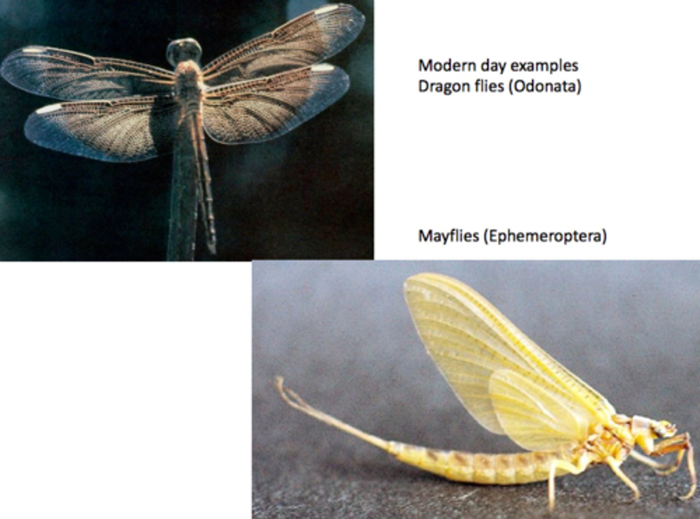 <p>-(palaiós = old, pterón = wing)</p><p>-Insects with 2 pairs of non-folding wings and aquatic nymph stages.</p><p>-includes mayflies, dragonflies, damselflies</p>