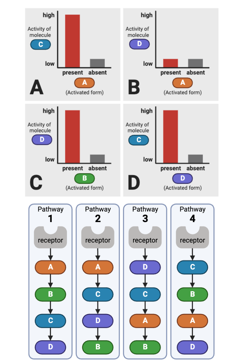 <p>Which signaling pathways (1 through 4) are consistent with the data in Plot B (upper right plot) of the top figure? Select <strong>all</strong> that apply.</p><ul><li><p><span>a. Pathway 1 (Receptor → A → B → C → D)</span></p></li><li><p><span>b. Pathway 2 (Receptor → A → C → D → B)</span></p></li><li><p><span>c. Pathway 3 (Receptor → D → C → A → B)</span></p></li><li><p><span>d. Pathway 4 (Receptor → C → B → A → D)</span></p></li></ul><p></p>