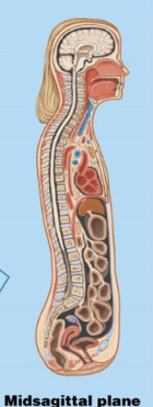 <p>A plane that lies in the middle; <strong>it separates the body into equal left and right sides. </strong></p>